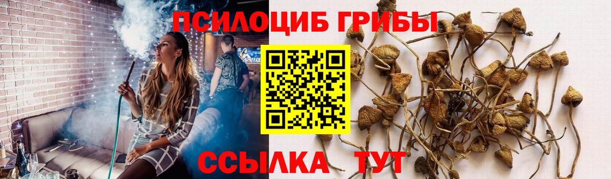 Псилоцибиновые грибы Cubensis Лесозаводск